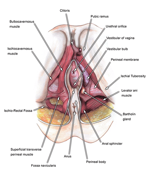 Vagina Diagram 61