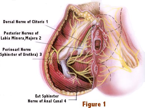 Clitoris And Orgasm 85